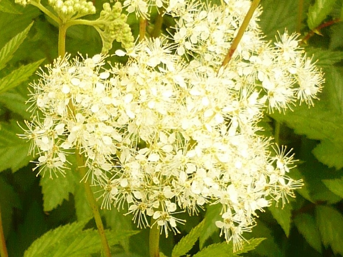 Filipendula ulmaria subsp. denudata (Rosaceae)